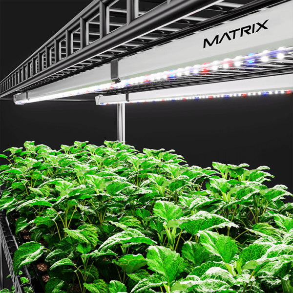 Matrix 18w Clone bars - 2-pack - Image 3